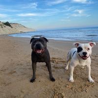 Staffordshire Bull Terrier Disponibili per Monte