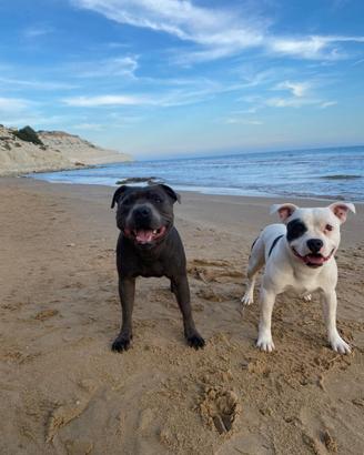 Staffordshire Bull Terrier Disponibili per Monte