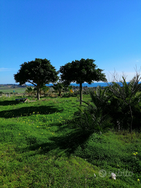 Selinunte affittasi terreno ricettivo turistico