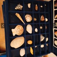 collezione conchiglie nel mondo 1992