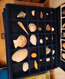 collezione conchiglie nel mondo 1992