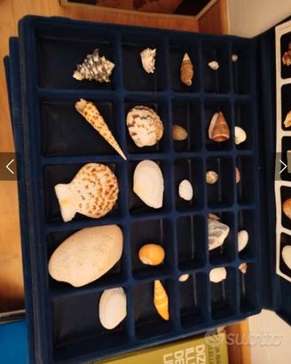 collezione conchiglie nel mondo 1992