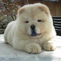 Chow chow Bianco