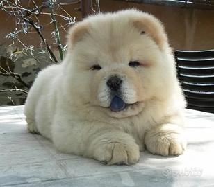 Chow chow Bianco