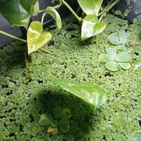 ACQUARIO 86L COMPLETO