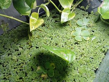 ACQUARIO 86L COMPLETO