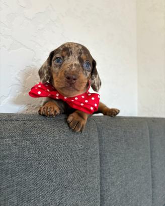 Bassotto femmina Pedigree Enci ARLECCHINO