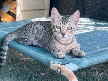 gattino 3 mesi