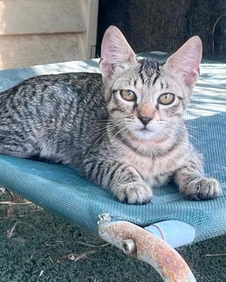 gattino 3 mesi