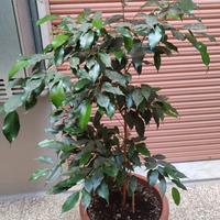 ficus Benjamin stupendo