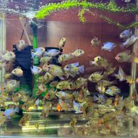 Mikrogeophagus ramirezi