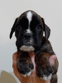 Cucciole boxer Pedigree Enci