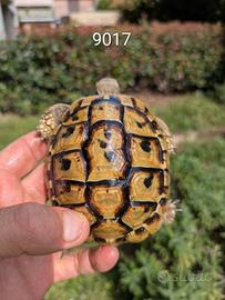 Testudo Hermanni boettgeri 