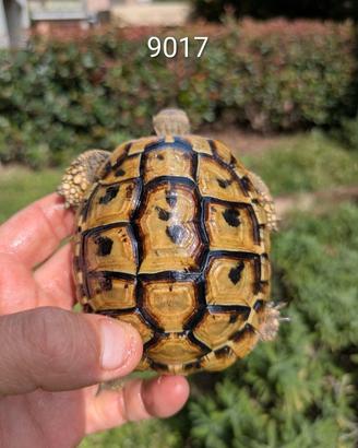 Testudo Hermanni boettgeri 