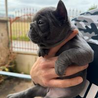 Bulldog francese blu femmina