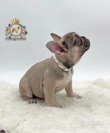 Dolcissima Bulldog Francese Sable' Tan
