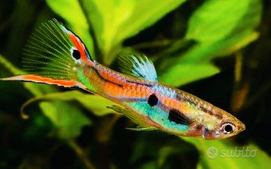 Poecilia wingei Endler