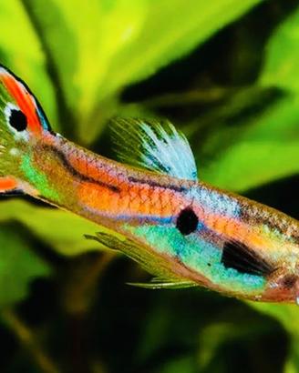 Poecilia wingei Endler
