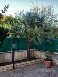 Palma da giardino
