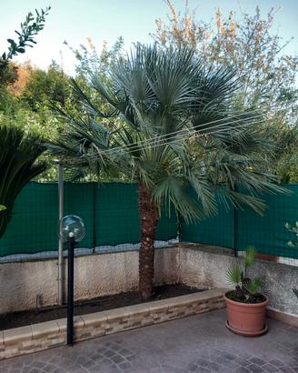 Palma da giardino