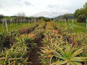 pianta di aloe arborescens
