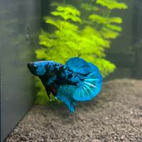 Betta Galaxy Maschio 5 mesi