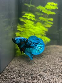 Betta Galaxy Maschio 5 mesi