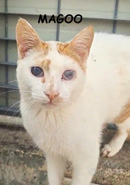 Mangoo gatto biancorosso di 1 anno