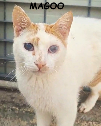 Mangoo gatto biancorosso di 1 anno