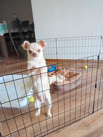 Chihuahua