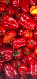 Habanero red piccante fresco e altri ottimi x semi