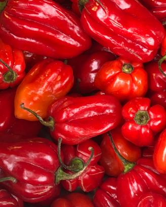 Habanero red piccante fresco e altri ottimi x semi