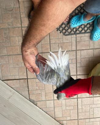 Parrocchetti dal collare cleartail puri