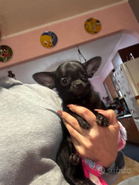 Cucciola di chihuahua