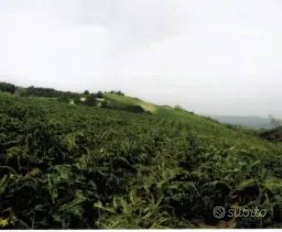 Immobile in asta di 356829 m² a Mazzarino - Altro