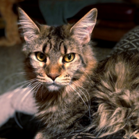 Maine Coon Cucciolona