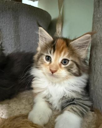 Maine coon