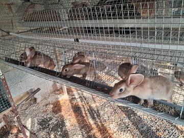 Disponibilità di anomali da cortile