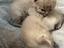 Immagine 4