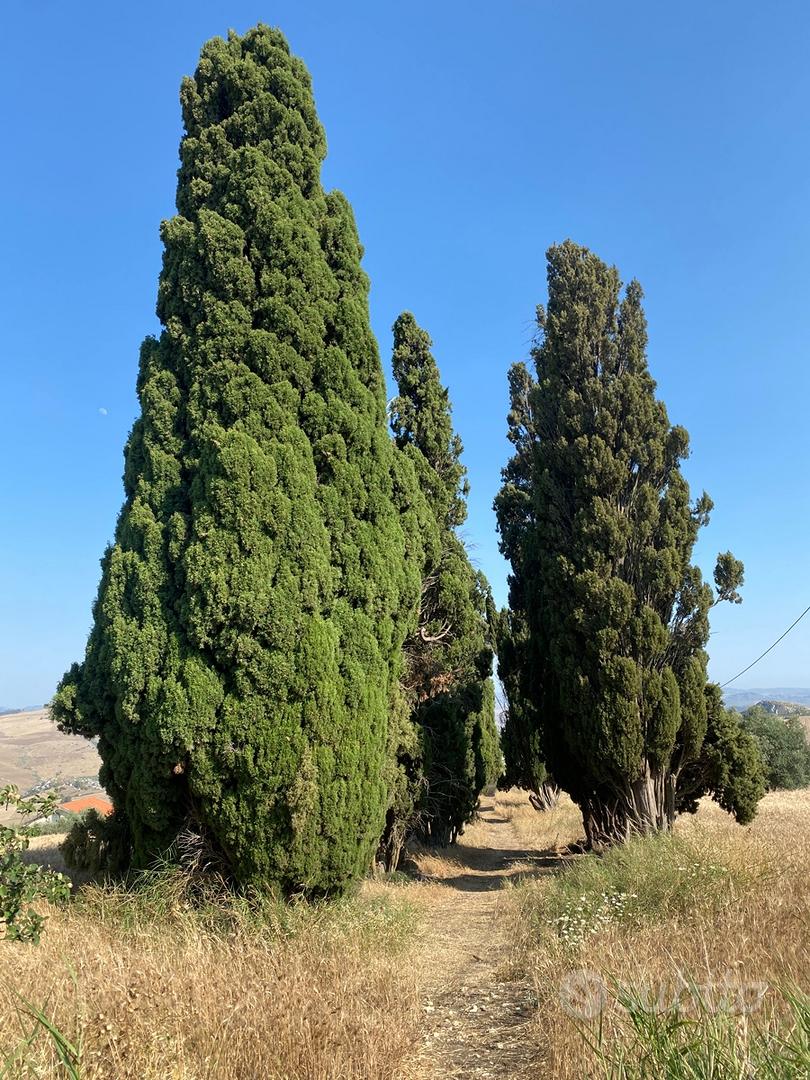 Terreno edificabile in Serra di Lazzaro - Vista 2
