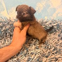 Chihuahua femminuccia pelo lungo