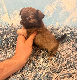 Chihuahua femminuccia pelo lungo