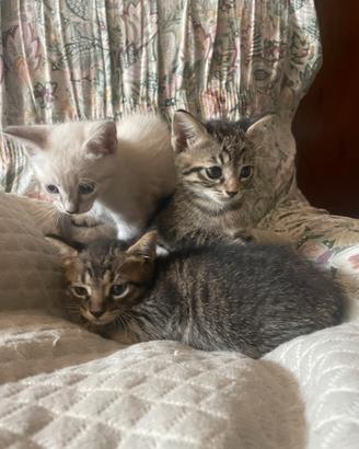Gatto Gatti gatta gattini gratis