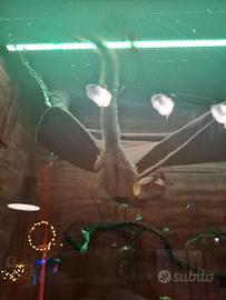 2 cuccioli di petauro dello zucchero