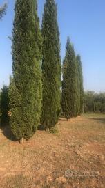 Cipressi