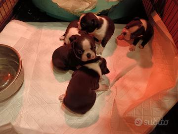 Cuccioli Boston Terrier