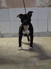 cucciola di pitbull