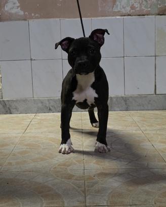 cucciola di pitbull