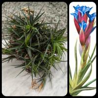 Cespuglio Tillandsia Aeranthos