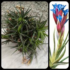 Cespuglio Tillandsia Aeranthos
